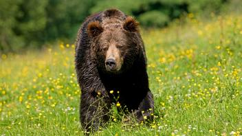 BRAUNBÄR (ursus arctos), ERWACHSENER BEWEGT SICH DURCH MODERNE *** Brown bear Ursus arctos , Adult moved itself through 