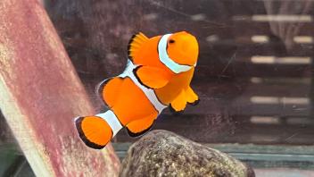 Nemo und die Folgen: Hype um Clownfische