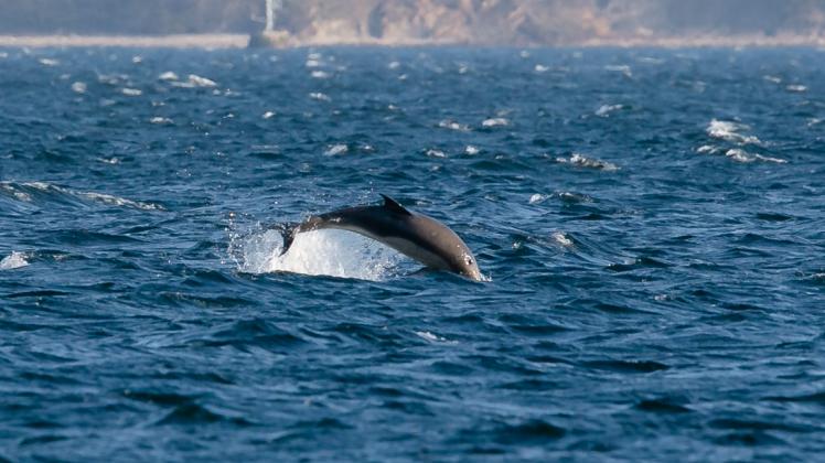 Delfin schwimmt in der Eckernförder Bucht