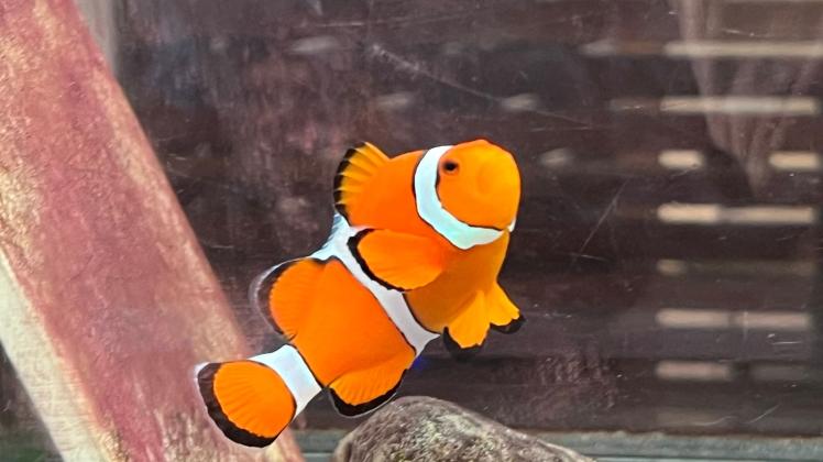 Clownfische in die Freiheit entlassen