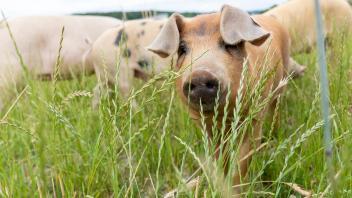 Afrikanische Schweinepest erreicht Mastbetrieb im Emsland: So groß ist jetzt die Angst beim Osnabrücker Schweinebauern Peer Sachteleben (Biobetrieb Schlehbaumhof)