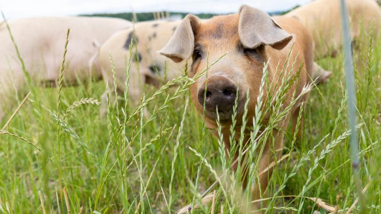 Afrikanische Schweinepest erreicht Mastbetrieb im Emsland: So groß ist jetzt die Angst beim Osnabrücker Schweinebauern Peer Sachteleben (Biobetrieb Schlehbaumhof)