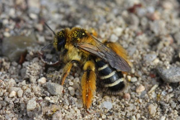 Kein Wunder das diese Wildbienenart „Hosenbiene“ heißt. An ihren Hinterbeinen scheint sie eine gelbe Hose zu tragen.