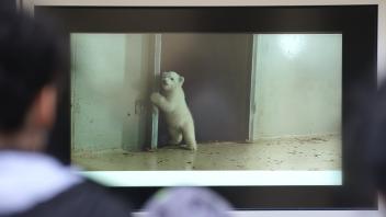 Eisbären-TV im Tierpark Hagenbeck