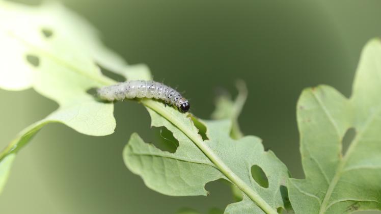 Der Eichenwickler für kahle Eichen im Emsland