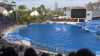Show im Delphinarium von Valencia
