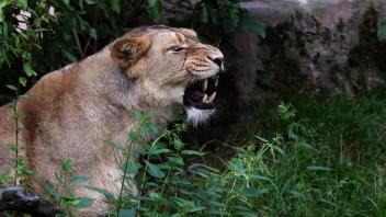 Eine brüllende Löwin im Leiziper Zoo: Dort wurde im März 2023 das Zebra Franz an Löwen verfüttert.