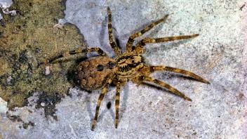 Nosferatu-Spinne, Nosferatuspinne (Zoropsis spinimana), Aufsicht, Deutschland Spiny false wolf-spider (Zoropsis spiniman