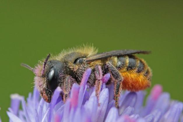 Die Distel-Mauerbiene mag besonders gerne Disteln und ähnliche Blumen.