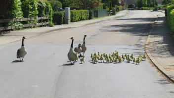 Keine Tag ohne Gänse: Laut Helmut Lax sind zurzeit täglich Gänse mit ihren Küken auf den Straßen in Süderbrarup unterwegs. 