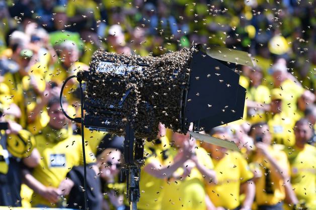 Die Bienen im Dortmunder Stadion ließen sich auf einem Scheinwerfer nieder.