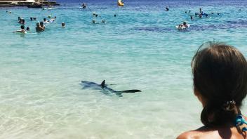 Urlaub unter Haien
