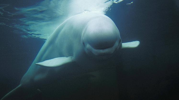 Belugawal (Delphinapterus leucas) oder Weißwal, erwachsen, Unterwasseransicht *** Belugawal Delphinapterus leucas Or Whi