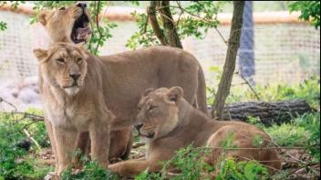 Schwestern unter sich: die Löwinnen Rubi, Heidi und Indi kamen aus dem Londoner Zoo nach Schwerin.