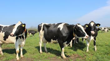 Schwarzbunte Kühe geben die Milch der Molkerei Meyn Hof.