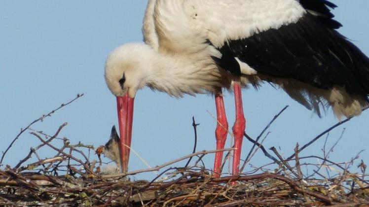 Storch in Karbow mit Nachwuchs