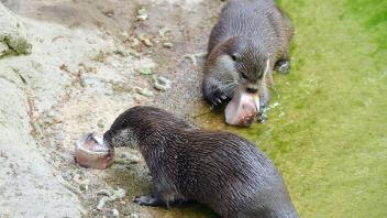 Die beiden Fischotter Ivan und Milas im Rostocker Zoo ließen sich ihre Eistorten schmecken.