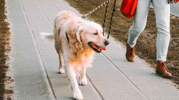 In allen Kommunen wird derzeit eine Hundesteuer erhoben. 
