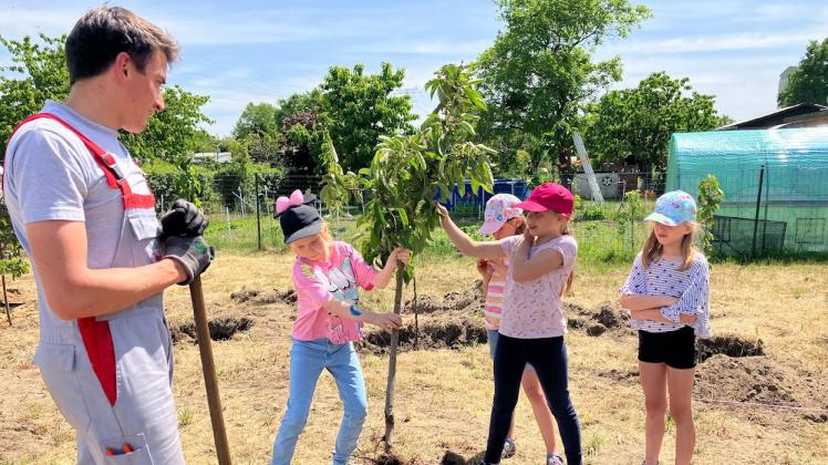 Obstbaumeister Oliver Dahl pflanzt mit den Mädchen von der Bienen-AG die Apfelbäume ein