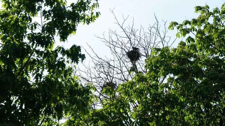 In den Bäumen um die Kita St. Marien und die Marienschule in Twist-Bült nisten zahlreiche Krähen. Wer genau hinschaut, kann etliche Nester zwischen den Ästen erkennen. 