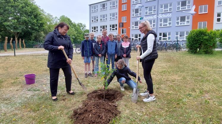 Unter den aufmerksamen Augen der Schüler pflanzen Cornelia Mai von der VR Bank (l.) und die stellvertretende Bürgermeisterin von Krakow, Anne-Katrin Schulze, den Ginkgobaum ein. Die Schülerin Jette van Gercum (Mitte) hilft ihnen dabei.