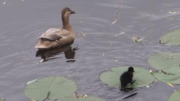 Mama passt auf! Die ersten Entenküken sind geschlüpft und durchstreifen jetzt den Mühlenteich im Rosarium Uetersen.
