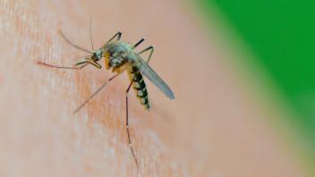 Voraussichtlich weniger Mücken als 2021 in Sachsen-Anhalt