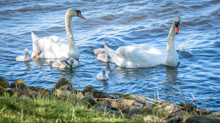 Bei Wind und Wellen unterwegs: eine Schwanenfamilie mit 7 Küken/Jungen ist auf Futtersuche bei der Holzhalbinsel und in der Nähe des Petriviertels. Foto: Georg Scharnweber