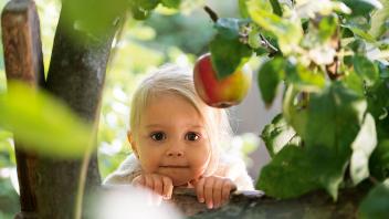 Apfel, Brombeeren, Kräuter: An vielen Orten in MV gibts Obst am Straßenrand.