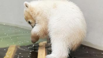 Eisbärenbaby im Tierpark Hagenbeck mit erstem Wasserkontakt
