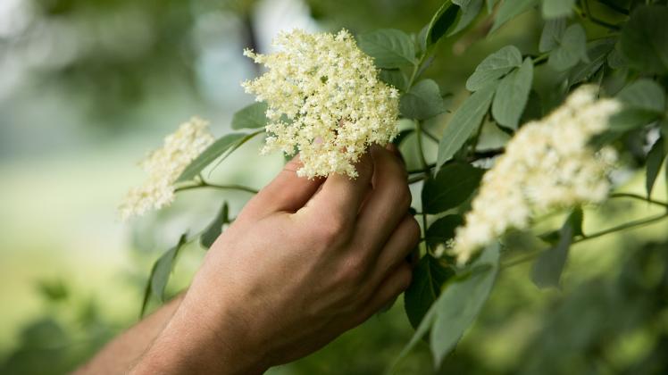 Holunderblüte richtig zubereiten: Das muss man beachten