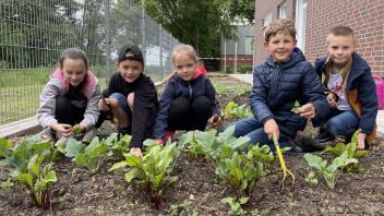 Neuenkirchen-Vörden, Mit viel Eifer kümmern sich Vördener Grundschüler um das Gemüse im eigenen Schulgarten; Foto: Grundschule Vörden