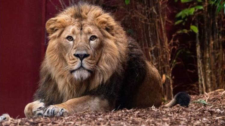 Gehört zu den potenziell gefährlichen Tieren im Schweriner Zoo: Löwen-Kater Shapur.