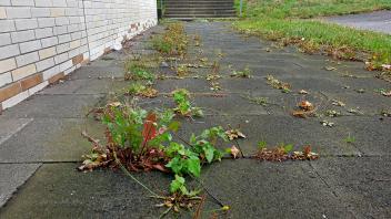 Unkraut auf einem Buergersteig, Deutschland, NRW weeds on a pavenment, Germany, North Rhine-Westphalia BLWS553325 Copyri