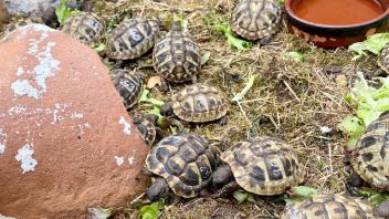 Griechische Landschildkröten tummeln sich in einem Gehege in Fahretoft.