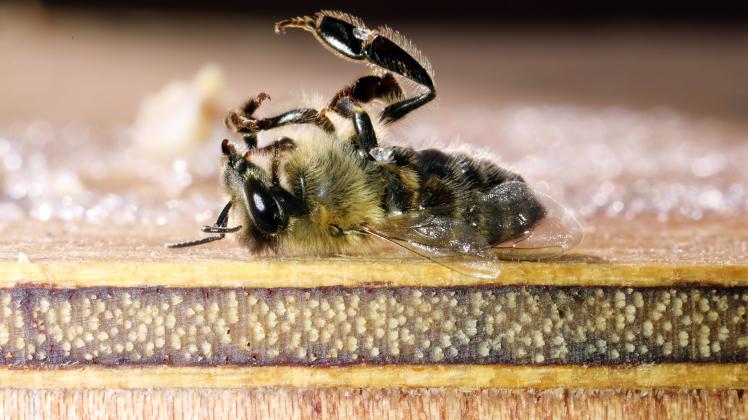 Bienen Retten: So Helfen Sie Geschwächten Bienen | NOZ