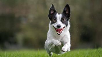Glücklicher Jack Russell Terrier Hund läuft im Garten *** Happy Jack Russell Terrier Dog running at Garden Copyright: im