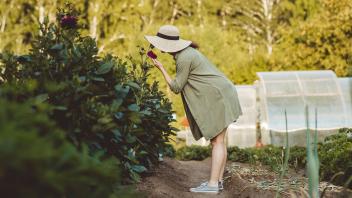 Mature woman smelling flower in garden model released, Symbolfoto property released, IEF00049