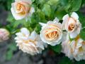 Der richtige Zeitpunkt: Rosen zur Forsythienblüte zurückschneiden