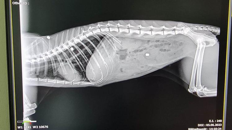 Dieses Röntgenbild hat Katzen-Besitzerin Melanie Schäfer bei einer Tierärztin in Meppen machen lassen. Die drei Projektile, zwei im Rücken und eines im Bauch, sind gut zu erkennen.