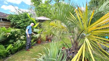 Jeden Tag sieht Jürgen Finnern in seinem Palmen-Garten nach dem Rechten: Sind alle Pflanzen gesund?