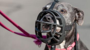 Tiertrainerinnen für schwierige Hunde