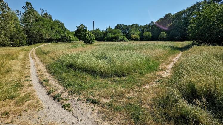 Rostock lässt Wege zwischen EvershagenSüd und Schutow verwuchern NNN