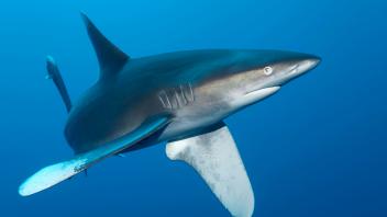 Weißspitzen-Hochseehai (Carcharhinus longimanus), schwimmt Scheinangriff und dreht ab, Rotes Meer, Daedalus Riff, Marsa 
