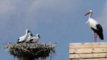 Storch in Herringhausen, Jens Holger Frese