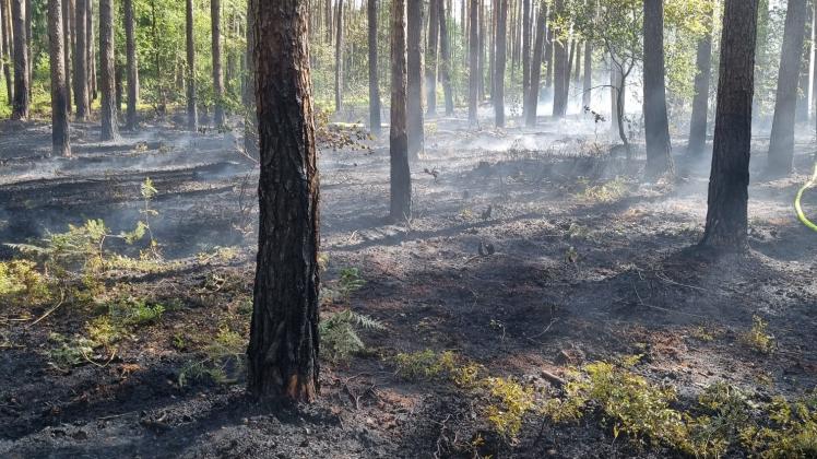 Wird MV das Land der verkohlten Bäume? Neben den riesigen Bränden bei Hagenow und Lübtheen brach auch bei Granzin im Amt Boizenburg-Land ein Feuer aus.