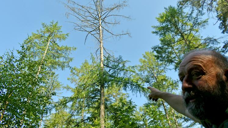 Ganz oben in den Baumspitzen ist der Wassermangel zu erkennen: Revierförster Rainer Wagner hat so manchen Baum mit trockenen Kronenteilen. 