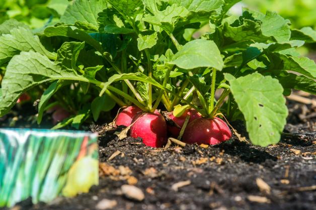 So funktioniert der Kropper Gemüsegarten SHZ