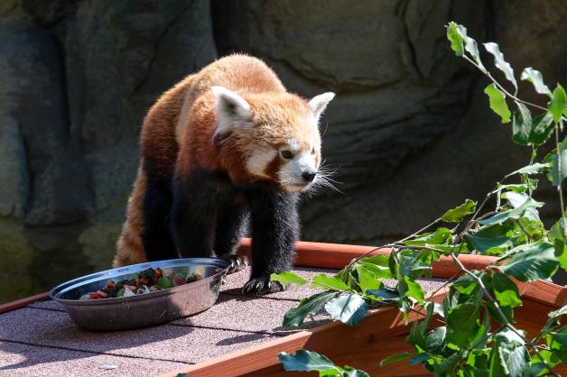 Zoo Osnabrück  Neu: Roter Panda Pong eingezogen