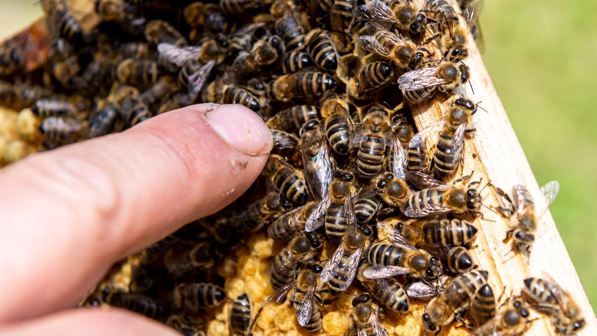 Fußball: Kurioser Spielabbruch - Aggressive Bienen jagen Spieler | NOZ